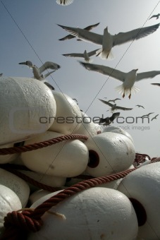 Gulls over fishing tackle