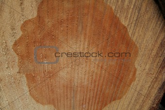Lumber in crosscut