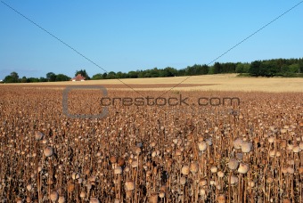 Field with rape poppy