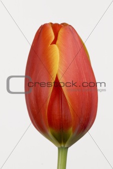 close tulip over white