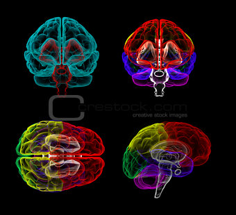 3d rendering  human of the  brain 