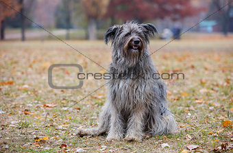 Briard dog in autumn forest