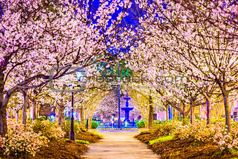 Macon Georgia Cherry Blossoms