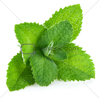Fresh leaf mint green herbs ingredient