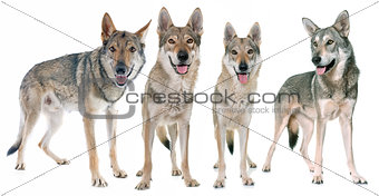  czechoslovakian wolf dogs