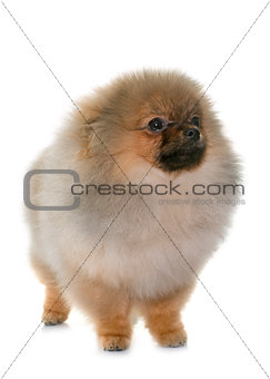 puppy pomeranian dog