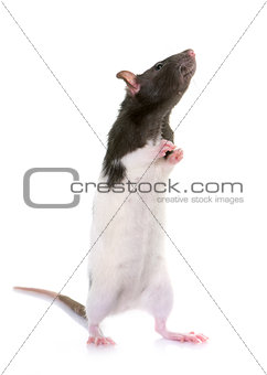 domestic rat in studio