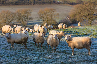Sheep in A Frosty Field