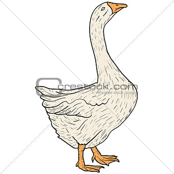 Sketch grey goose on a white background. Vector illustration.