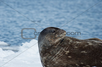 Weddell Seal laying on the ice