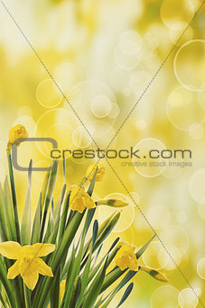 Daffodils with bokeh background