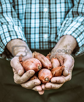 Freshly harvested onion