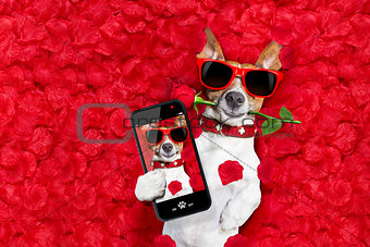 valentines dog in love 