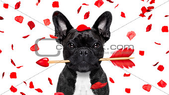 crazy in love valentines dog 