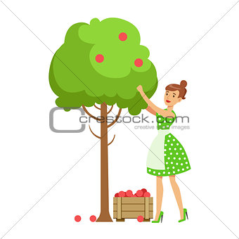 Woman Picking Organic Apples From A Tree , Contributing Into Environment Preservation By Using Eco-Friendly Ways Illustration