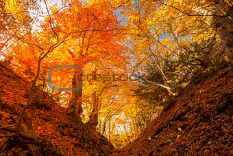 Golden autumn in the forest