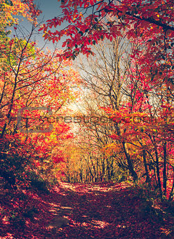 Majestic colorful forest