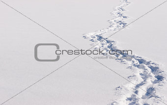 Trail of footprints in the snow