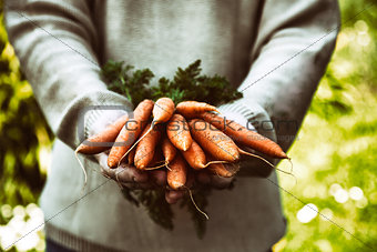 Fresh carrots in farmers hands
