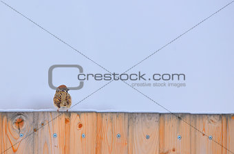 Little Sparrow on fence
