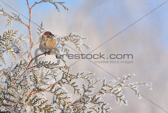 Little Sparrows on pine tree branch