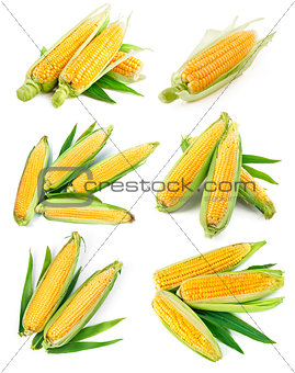 Set fresh corn with green leaf harvest
