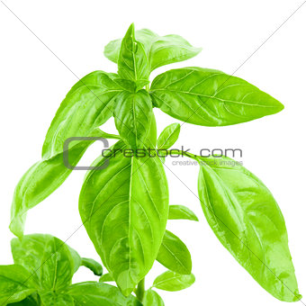 Sprout of Green Basil