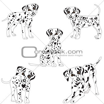 Dalmatians, cute, sad. Vector Illustration Portrait of Dalmatian Puppy. Dog isolated.