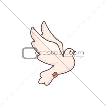 Dove isolated on white.