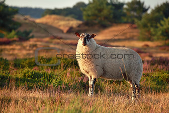 sheep on hill in sunset sunlight