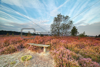 bench among heather flowers in morning