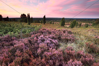 pink heather flowers on hills at sunset