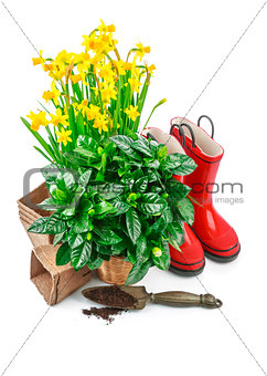 Spring flowers narcissus in basket with branch