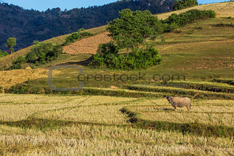fields landscaped Shan state Myanmar