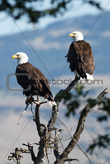 Bald Eagles sitting in a tree