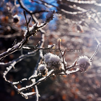 Hoarfrost and twigs of beech