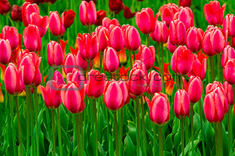 field of tulips. tulips flowers. red tulips