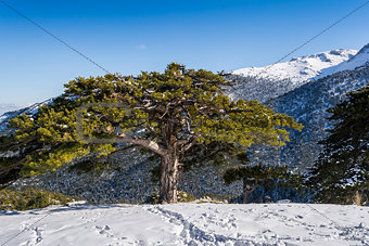Ziria mountain covered with snow on a winter day, South Peloponnese, Greece