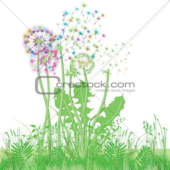 Dandelion in the meadow illustration