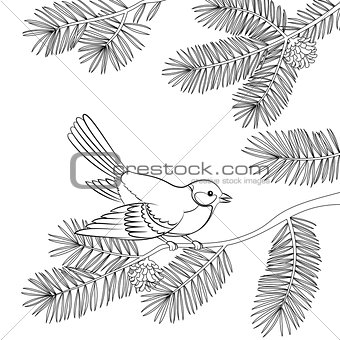 Bird Titmouse on Pine Branch, Contours