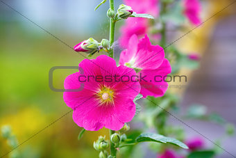 Pink hollyhock flower