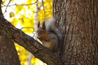 squirrel in autumn sitting on the branch of a tree and eating
