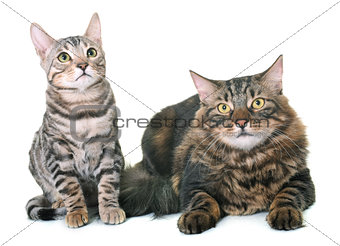 maine coon cat and bengal kitten