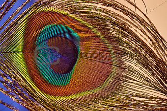 Beautiful colorful peacock feather, close up shot