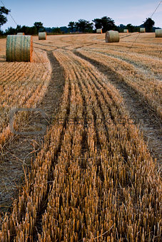 Bales of straw in field