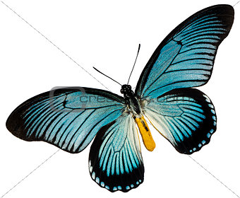 Blue black butterfly