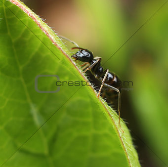 Ant climbing green leaf