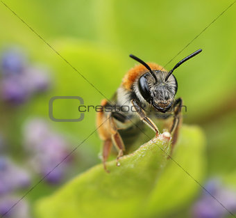 Small bee on green garden leaf