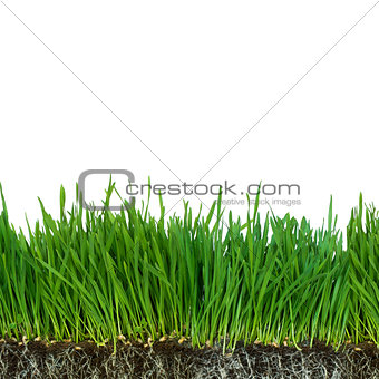 isolated Roots and grass