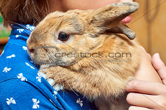 Rabbit on girl's shoulder